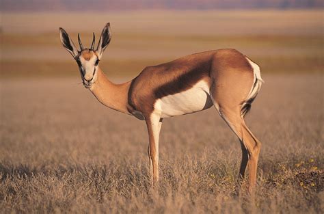 antelope pictures.